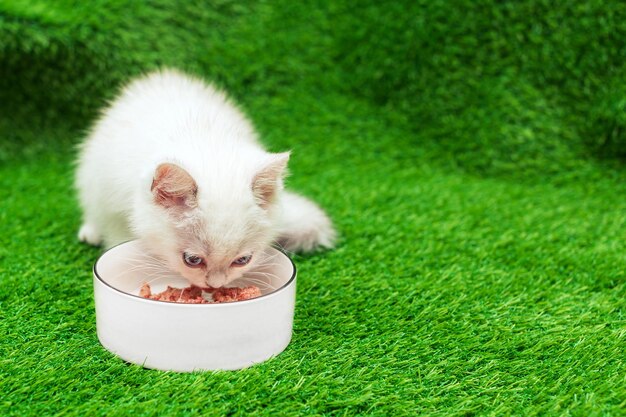 Royal Canin Kitten Yavru Kedi Maması 4 kg